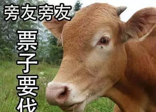 吃瓜娱乐酱黄牛,揭秘娱乐圈幕后黑手